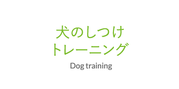 犬のしつけトレーニング